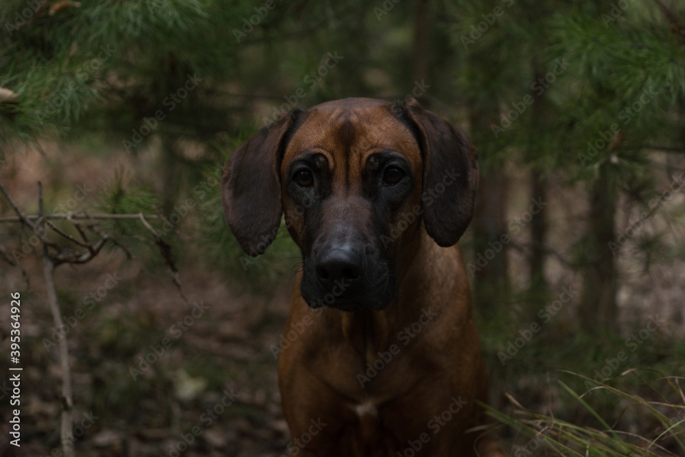 Beautiful dog rhodesian ridgeback hound outdoors on a forest background