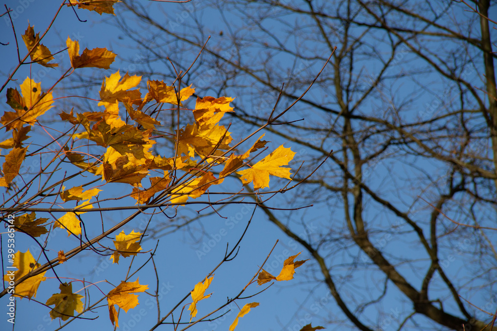 yellow leaves on branches against a blue sky yellow leaves on branches against a blue sky
