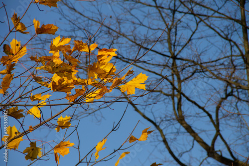 yellow leaves on branches against a blue sky © eevlada