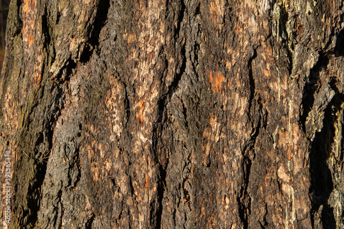relief texture of tree bark