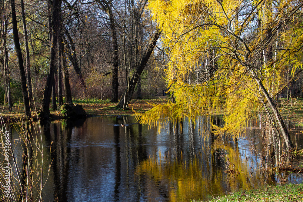 autumn landscape forest pond surrounded by trees autumn landscape forest pond surrounded by trees