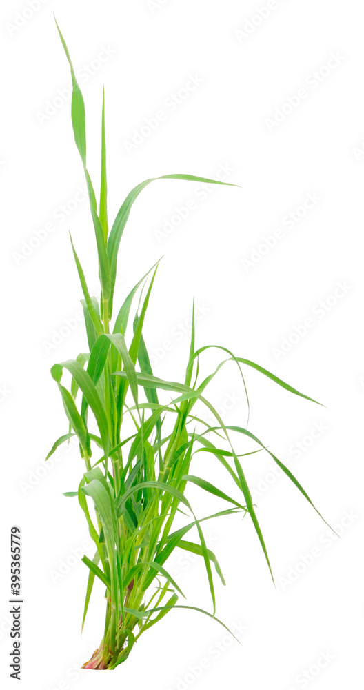 Naklejka premium Fresh green grass.