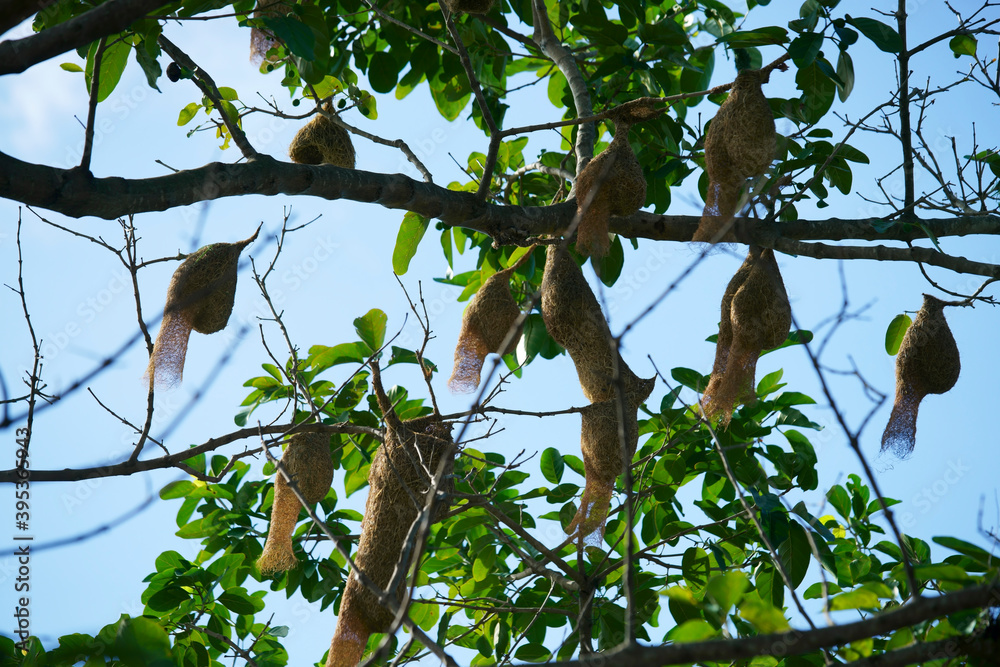 weaver bird nest hanging on tree weaver bird nest hanging on tree