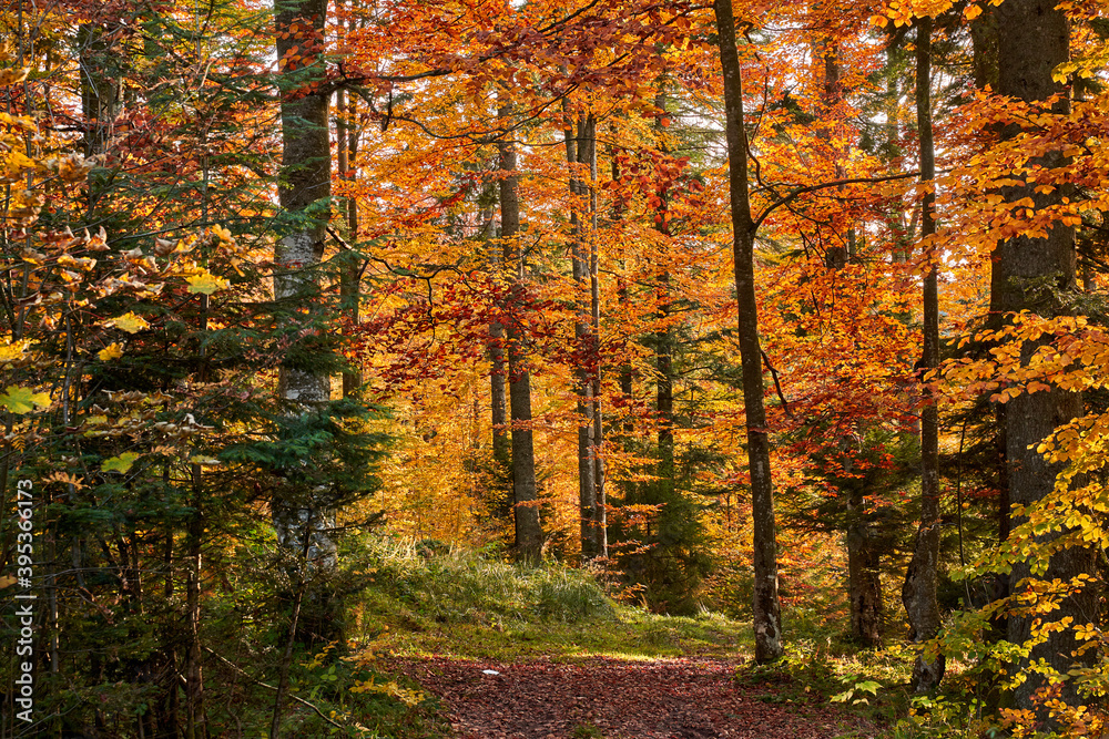 Obraz premium Colorful forest in the fall