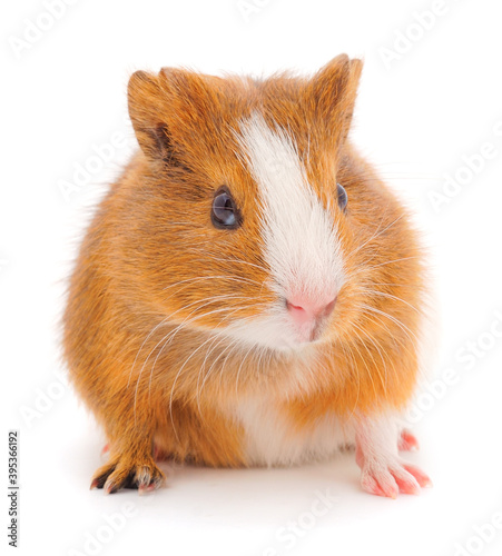 Guinea pig isolated.