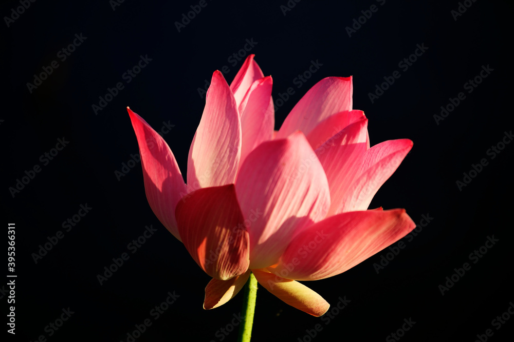 Fototapeta premium blooming lotus flower