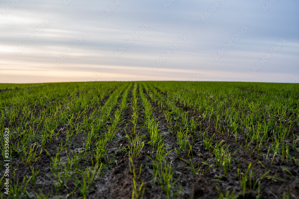 Landscape young wheat seedlings growing in a field. Green wheat growing in soil. Close up on sprouting rye agriculture on a field in sunset. Sprouts of rye. Wheat grows in chernozem planted in autumn.