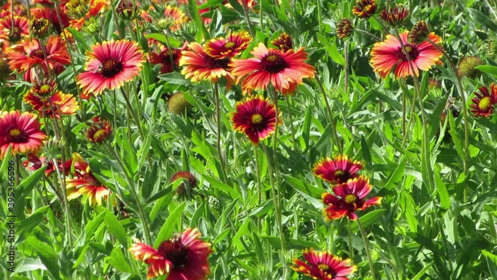 Sneezeweed large flower bed. Positive emotion of cheerful flowers in the park . Sneezeweed large flower bed. Positive emotion of cheerful flowers in the park .