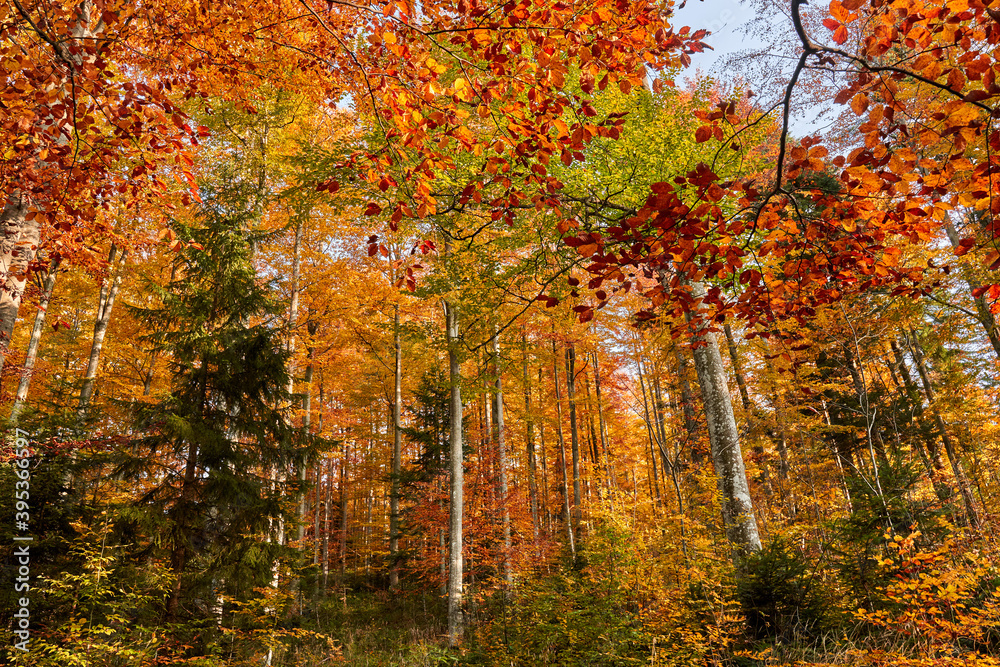 Colorful forest in the fall