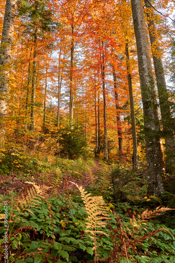 Colorful forest in the fall