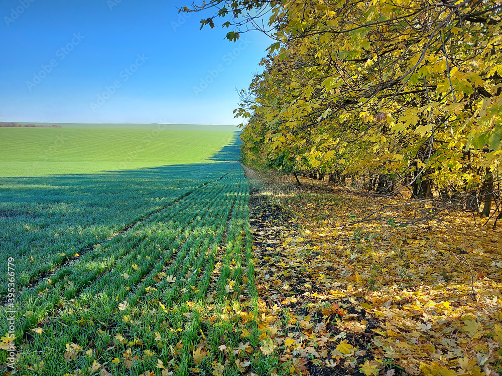 Naklejka premium Autumn landscape that combines wheat field and forest trees with rusty yellow leaves. Clear and blue sky in the morning. The splendor of nature at the end of the year.