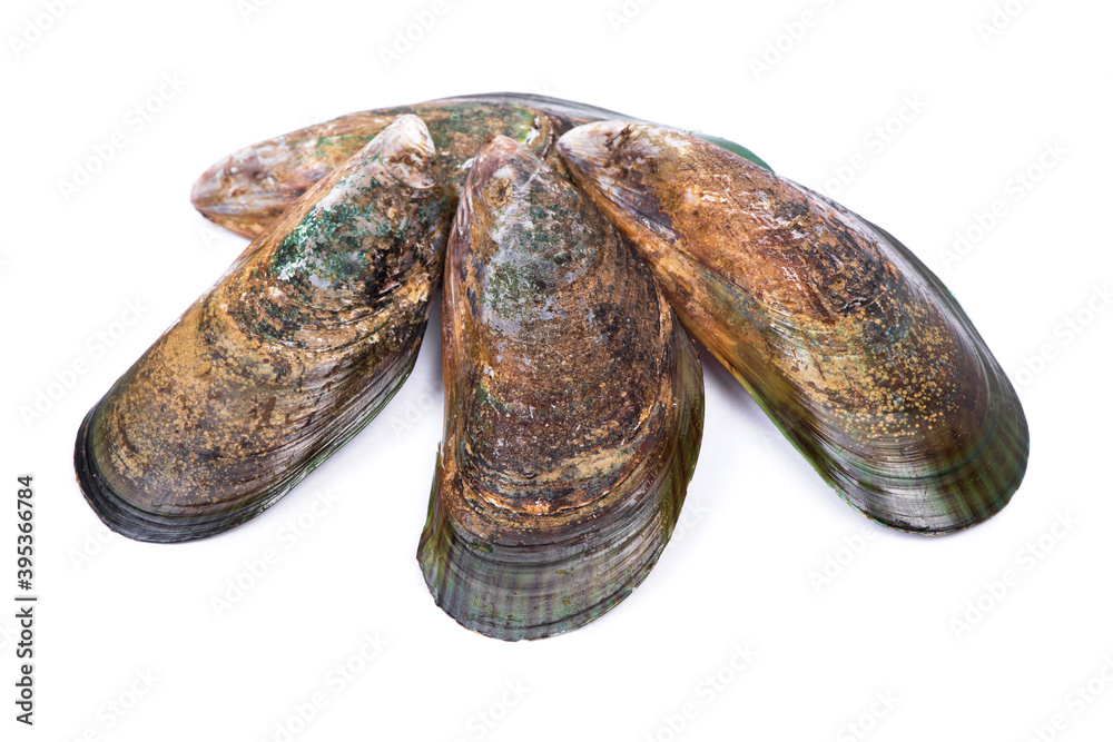 Group of empty opened mussel shells Group of empty opened mussel shells