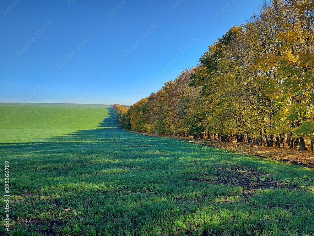 Obraz premium Autumn landscape. A long strip of multicolored trees with yellow leaves that divide the wheat fields into several. Clear and blue sky in the morning. The splendor of nature at the end of the year.
