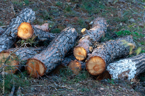 Freshly cut pine wood logs piled up near a forest road