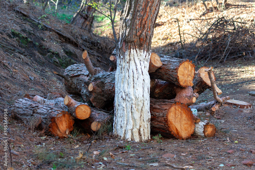 Freshly cut pine wood logs piled up near a forest road Freshly cut pine wood logs piled up near a forest road