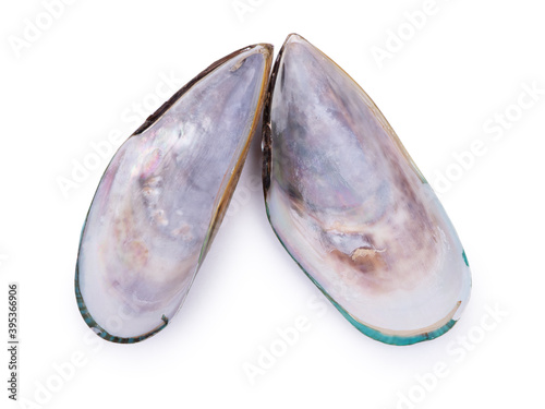 Inner side of empty opened mussel shell