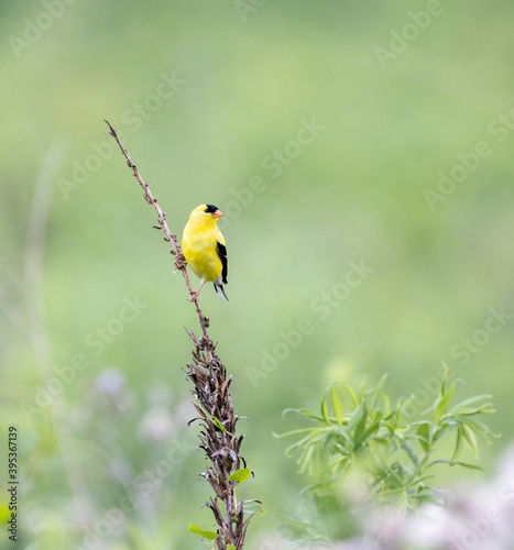 Gold Finch on Dead Plant © World Travel Photos
