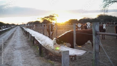 cow eating in the feedlot. the cow eats, in slow motion, with the sunset in a field.