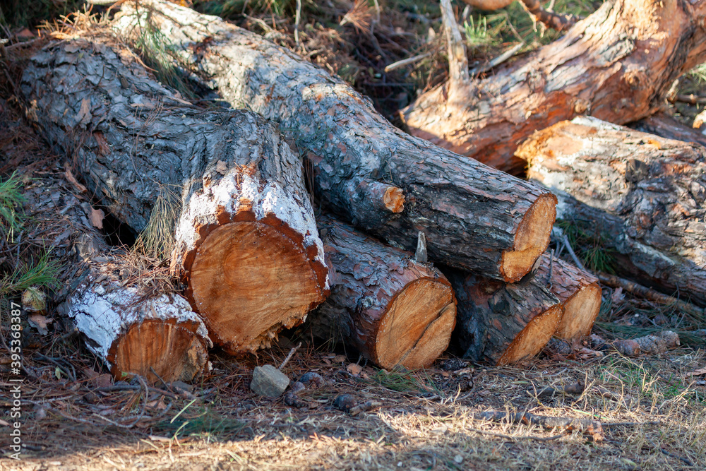 Freshly cut pine wood logs piled up near a forest road Freshly cut pine wood logs piled up near a forest road