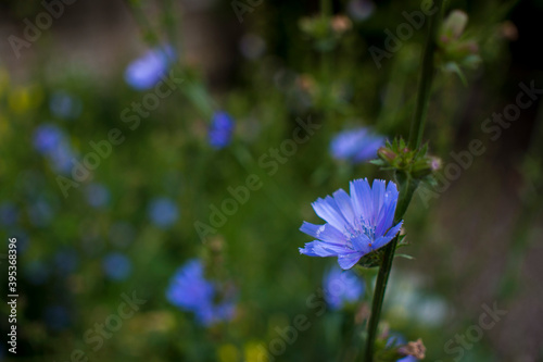 chicory flower background nature. High quality photo photo