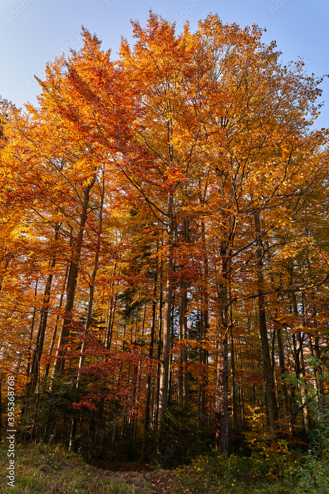 Fototapeta premium Colorful forest in the fall