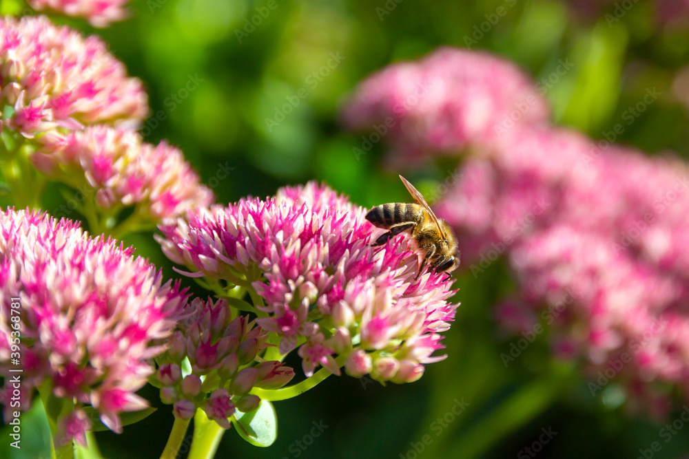 Closeup of a bee enjoying the The star-shaped pink flowers - Fette Henne . Closeup of a bee enjoying the The star-shaped pink flowers - Fette Henne .