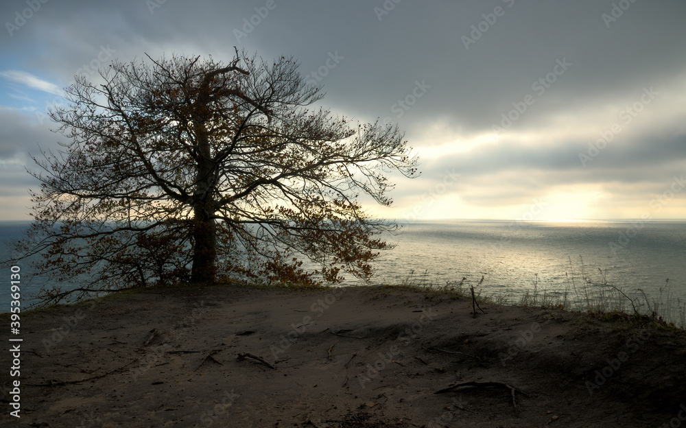 Ein herbstlicher Laubbaum auf einer klippe vor dem Meer Ein herbstlicher Laubbaum auf einer klippe vor dem Meer