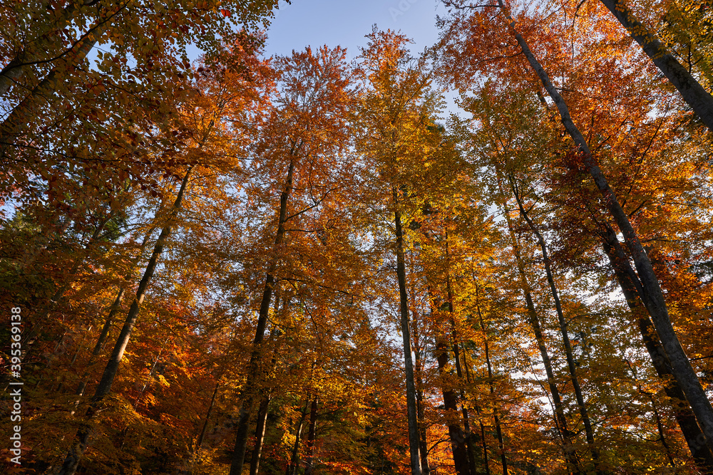 Fototapeta premium Colorful forest in the fall