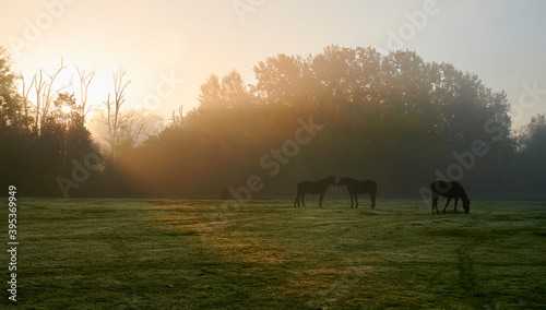 Fototapeta Naklejka Na Ścianę i Meble -  Horses in the field at autumn foggy sunrise