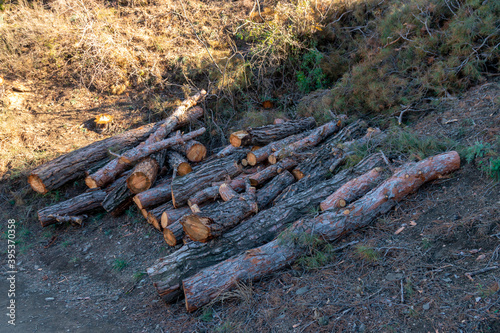 Freshly cut pine wood logs piled up near a forest road