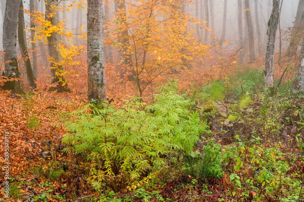 Fantasy foggy forest trees in the autumn mountains