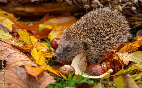 Hedgehog in autumn, wild, free roaming native hedgehog, taken from inside a wildlife garden hide to monitor health and numbers of this favourite but declining species.  copy space