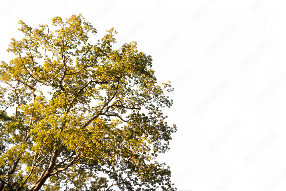 Obraz premium Branch of dry and green tree on isolated di cut on white background with clipping path..