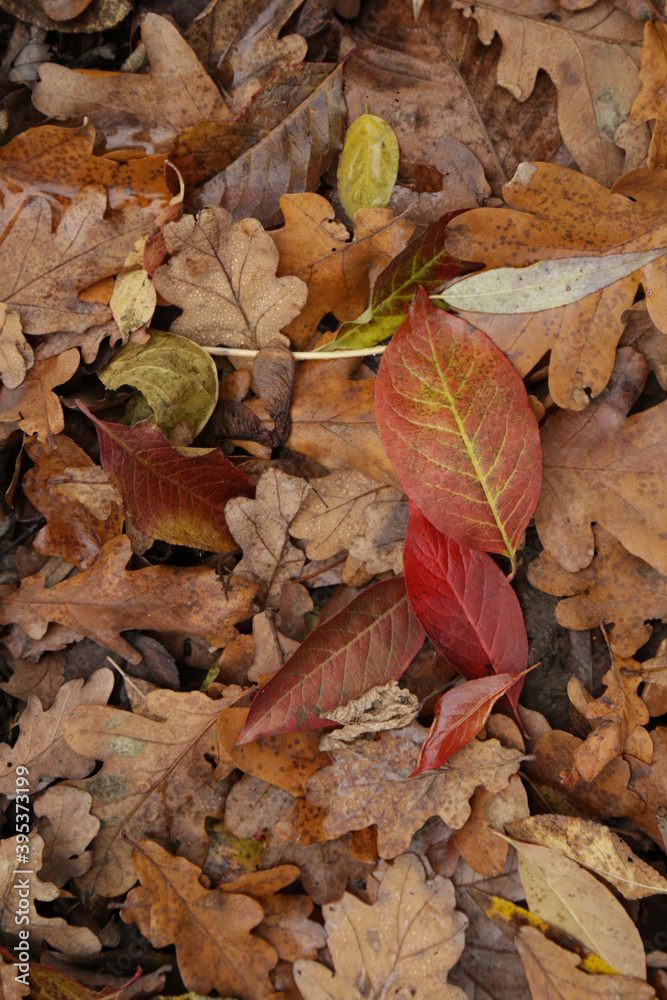 Top view of falling leaves. Many oak leaves. All are in natural autumn colors. Autumn background. Top view of falling leaves. Many oak leaves. All are in natural autumn colors. Autumn background.