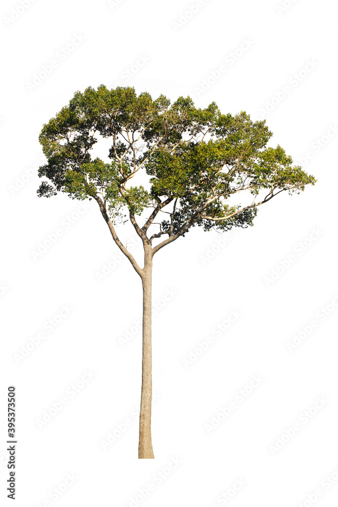 Green tree on isolated, an evergreen leaves plant di cut on white background with clipping path.. Green tree on isolated, an evergreen leaves plant di cut on white background with clipping path..