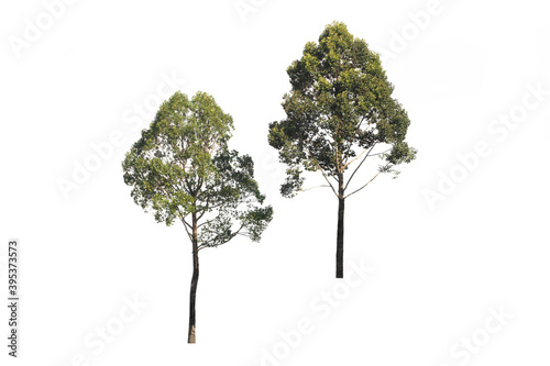Group of green tree on isolated  an evergreen leaves plant di cut on white background with clipping path. .