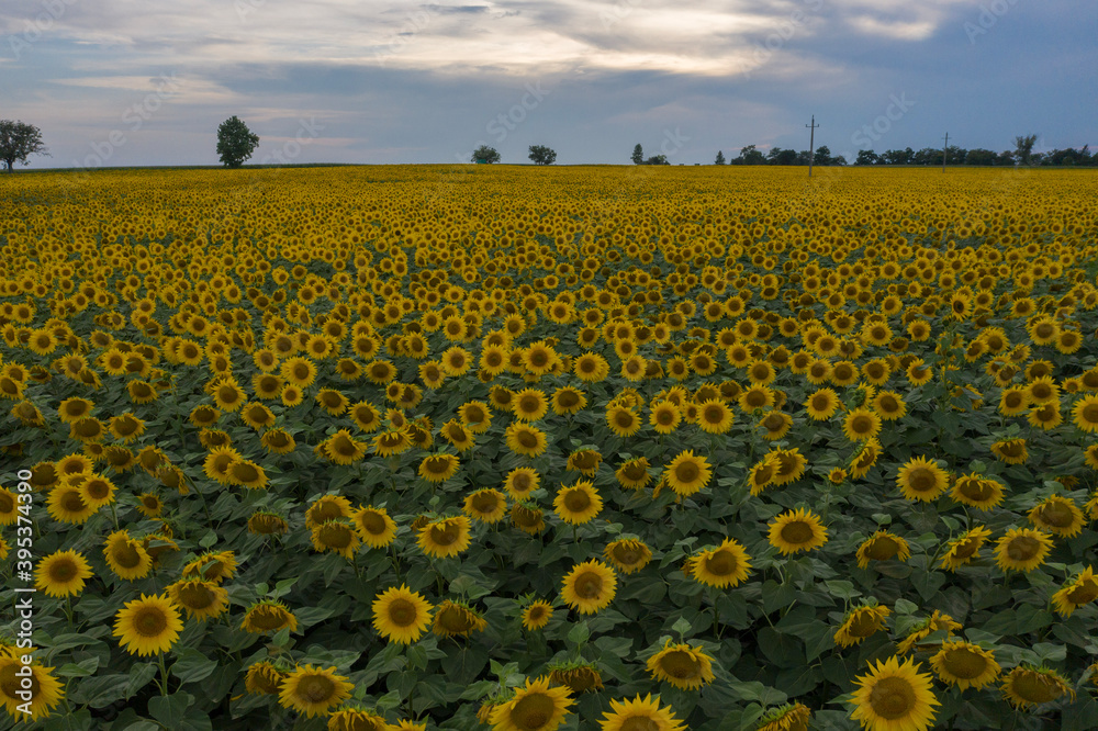 Obraz premium Mezoszilas, Hungary, aerial top down view of cultivated sunflower field at countryside. Farm concept, agriculture texture.