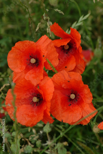 red poppy flowers