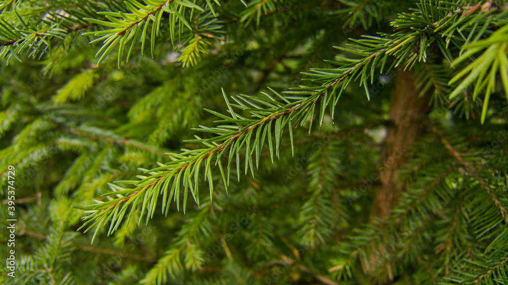 Close-up of a thin flexible spruce twig completely covered with fresh bright green needles in its natural environment against the background of its own coniferous crown. Close-up of a thin flexible spruce twig completely covered with fresh bright green needles in its natural environment against the background of its own coniferous crown.