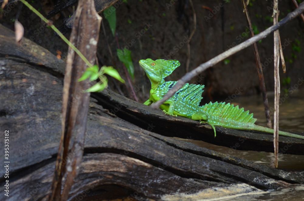 Fototapeta premium Wildlife in Costa Rica