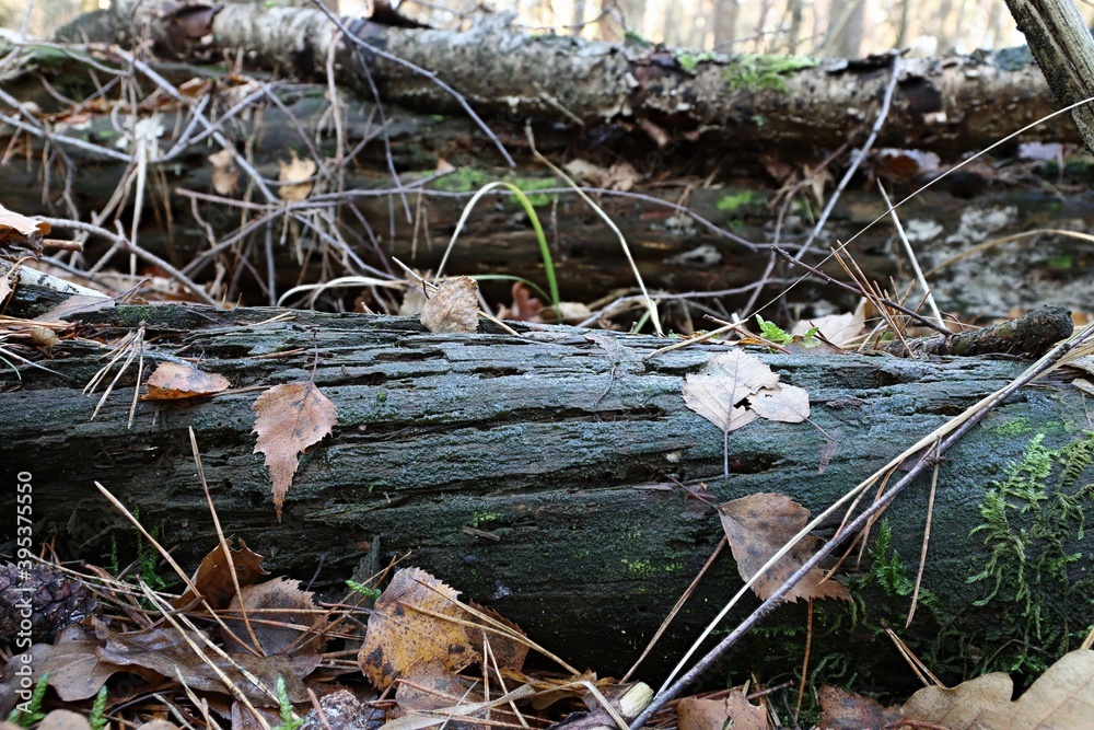 Alte tote Baumstämme auf dem Waldboden Alte tote Baumstämme auf dem Waldboden