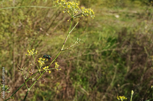 Closeup of a fly on fennel flowers in a field under the sunlight with a blurry background