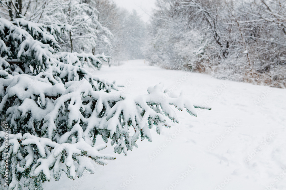 Beautiful winter landscape scene view. Christmas winter card. Snow on fir tree branches in park outdoors. Heavy snowfall in city. Snow blizzard and bad weather conditions. Beauty in nature landscape. Beautiful winter landscape scene view. Christmas winter card. Snow on fir tree branches in park outdoors. Heavy snowfall in city. Snow blizzard and bad weather conditions. Beauty in nature landscape.