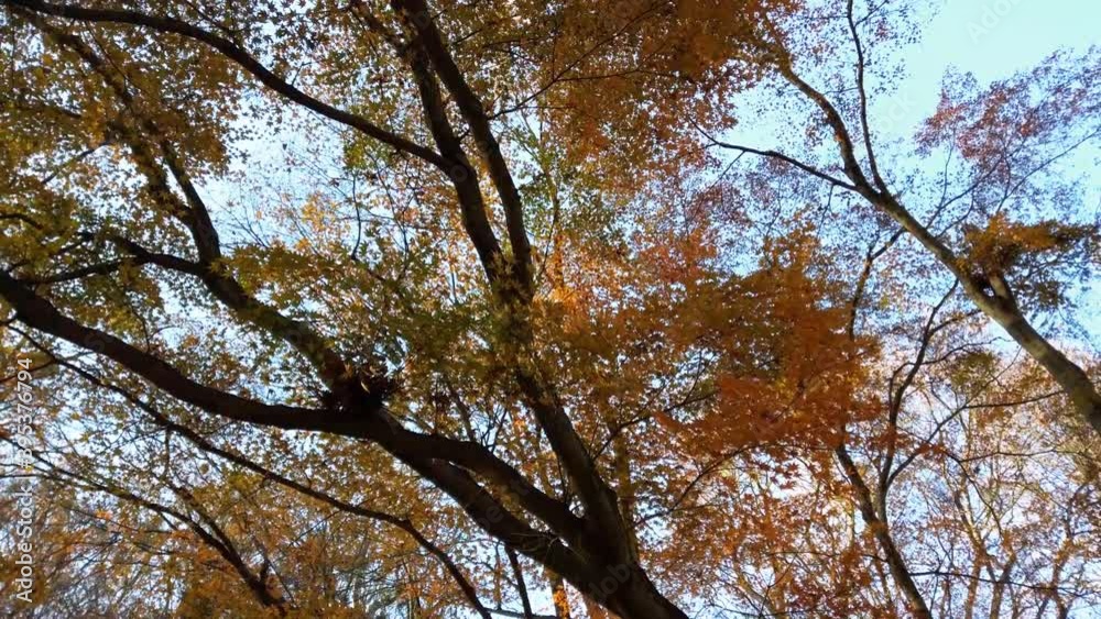 Autumn trees against the backdrop of the sky. Autumn trees against the backdrop of the sky.