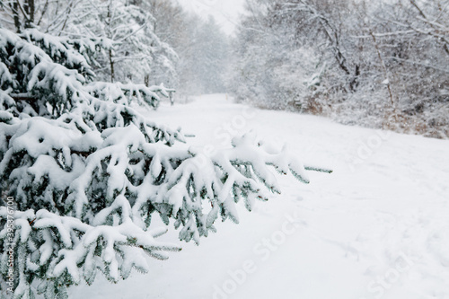 Beautiful winter landscape scene view. Christmas winter card. Snow on fir tree branches in park outdoors. Heavy snowfall in city. Snow blizzard and bad weather conditions. Beauty in nature landscape.