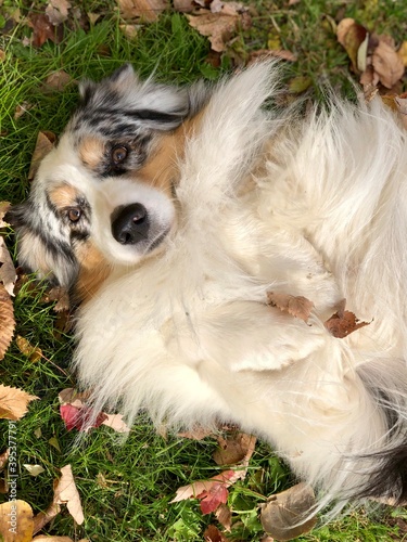 Australian Shepherd dog lying on back in grass in leaves © Deb