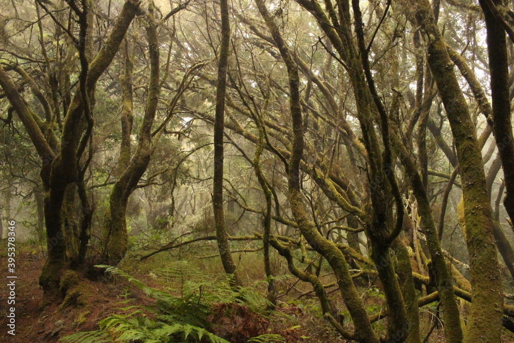 Obraz premium Forêt La Llania à El Hierro, île Canarie