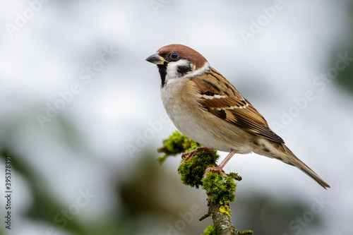Cuadro en lienzo Feldsperling (Passer montanus)