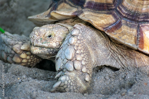 Asian Brown tortoise craws on a sandy surface.