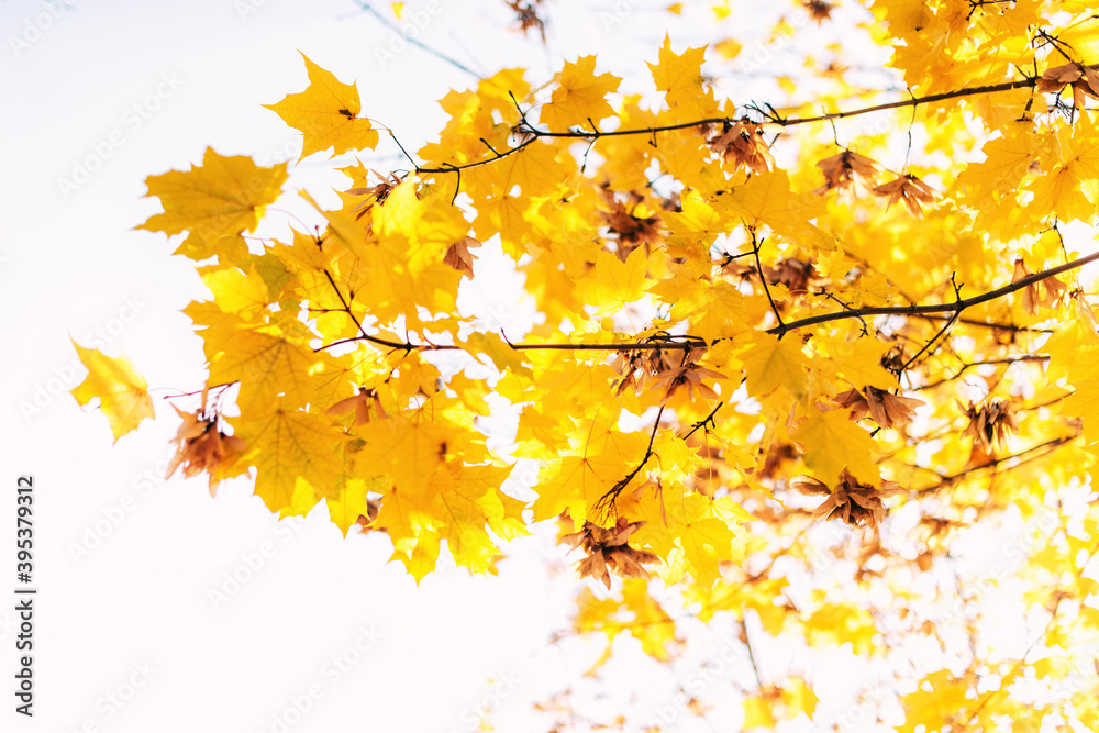 Yellow maple leaves on a branch in autumn with a blurred background Yellow maple leaves on a branch in autumn with a blurred background